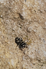 David Plant Photography - Wildlife Photographer - Salticus scenicus - A